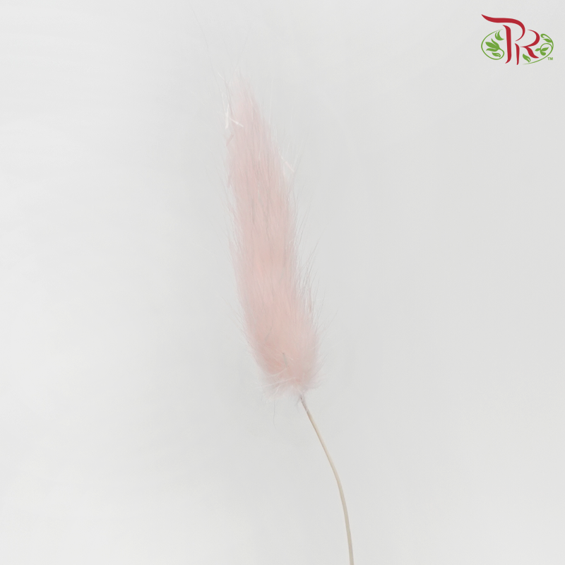 Dry Lagurus Bunny Tail - Pink (Per Bunch)-Pink-Pudu Ria Florist-prflorist.com.my