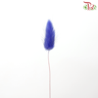 Dry Lagurus Bunny Tail - Purplish Blue (Per Bunch)-Purplish Blue-Pudu Ria Florist-prflorist.com.my