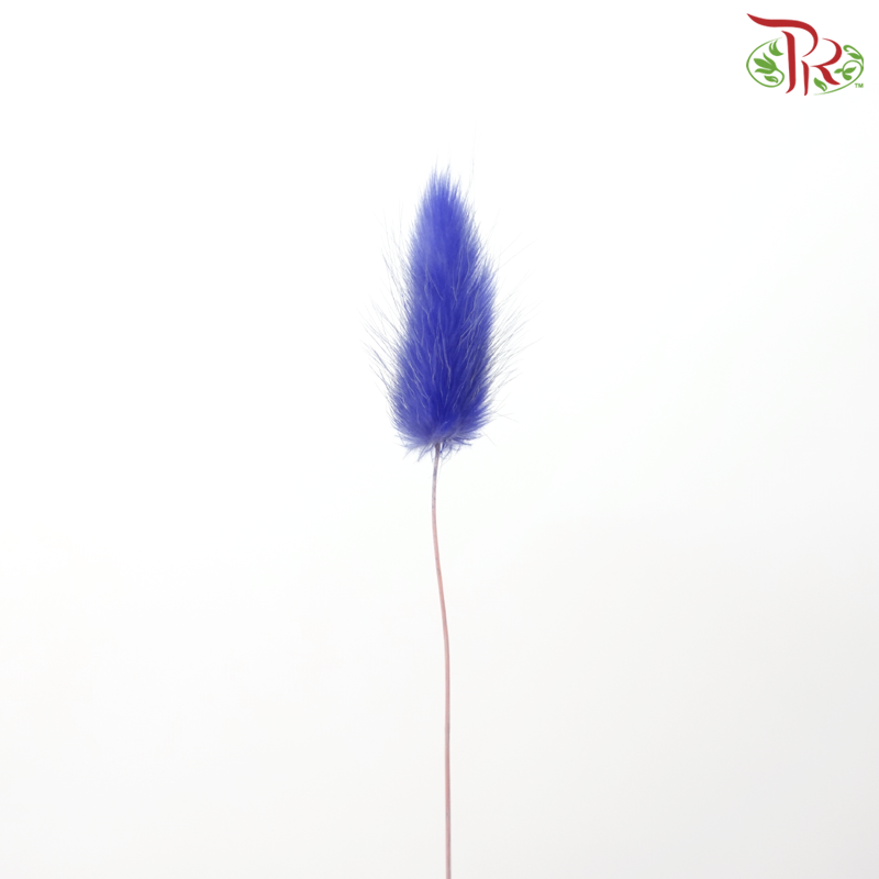 Dry Lagurus Bunny Tail - Purplish Blue (Per Bunch)-Purplish Blue-Pudu Ria Florist-prflorist.com.my