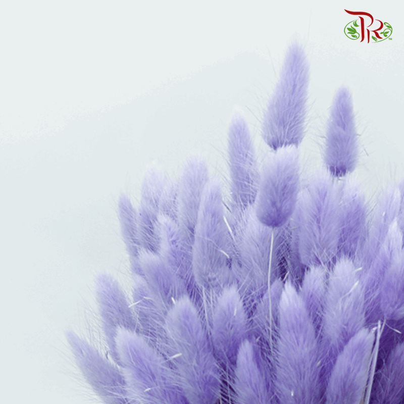 Dry Lagurus Bunny Tail - Young Purple-Purple-China-prflorist.com.my