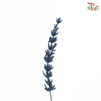 Dry Lavender - Dark Navy Blue (Per Bunch)-Dark Navy Blue-China-prflorist.com.my
