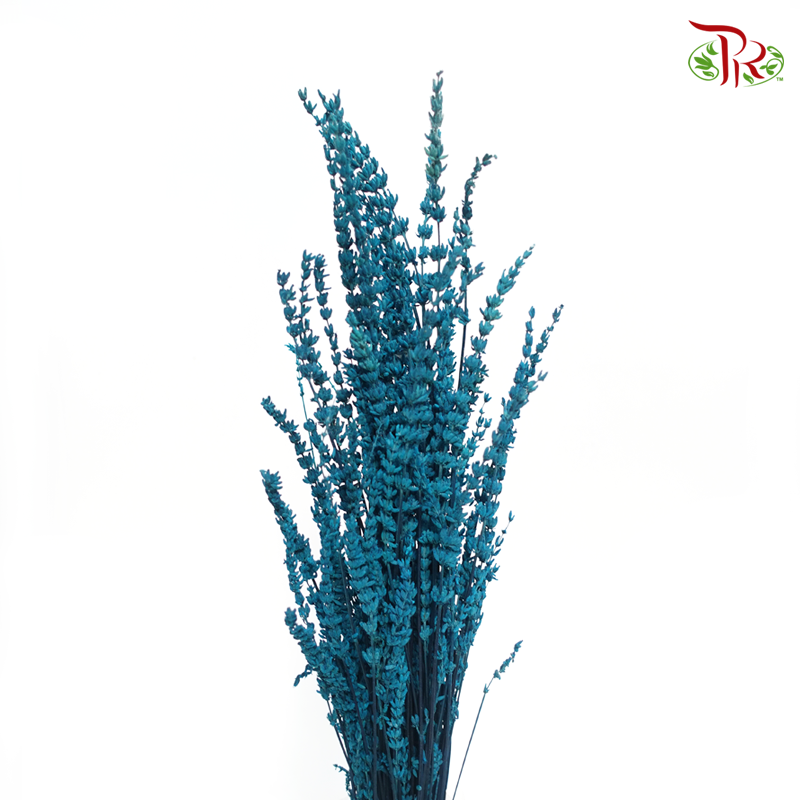 Dry Lavender - Dark Turquoise (Per Bunch)-Dark Turquoise-China-prflorist.com.my