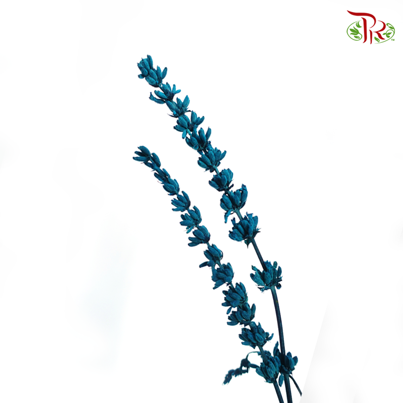 Dry Lavender - Dark Turquoise (Per Bunch)-Dark Turquoise-China-prflorist.com.my
