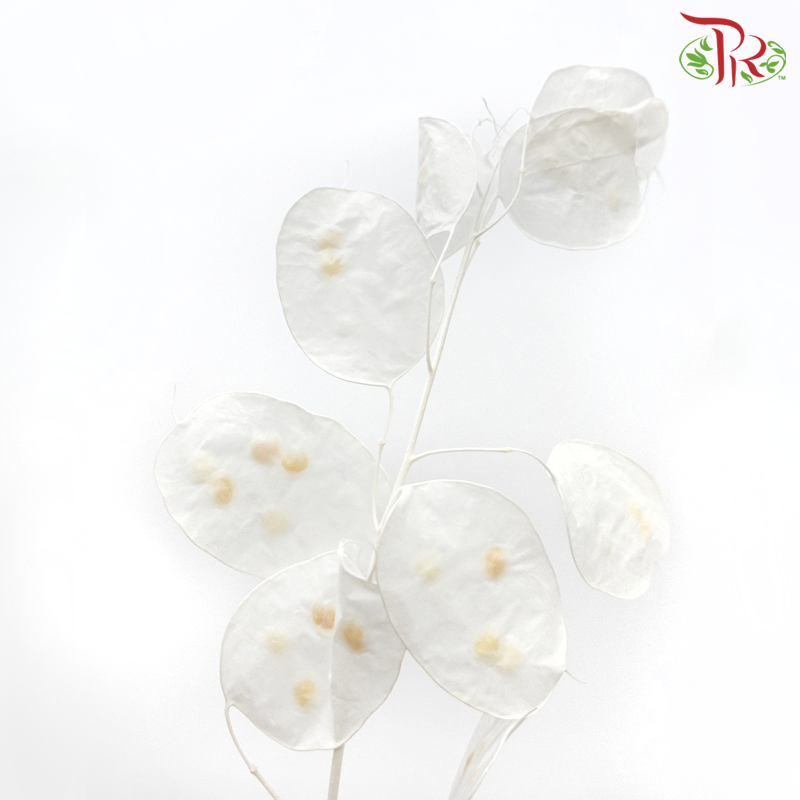 Dry Lunaria Natural / Bleached - Big Leaf (Per Bunch)-Import-prflorist.com.my