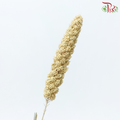 Dry Millet - Brown (Per Bunch)-Brown-China-prflorist.com.my