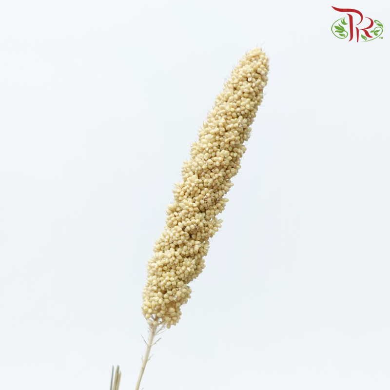 Dry Millet - Brown (Per Bunch)-Brown-China-prflorist.com.my