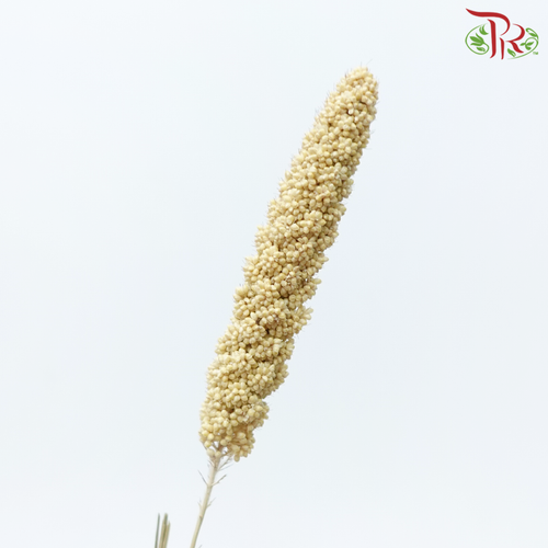 Dry Millet - Brown (Per Bunch)-Brown-China-prflorist.com.my