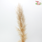 Dry Mini Pampas 115-120cm - Natural (5 Stems)-China-prflorist.com.my