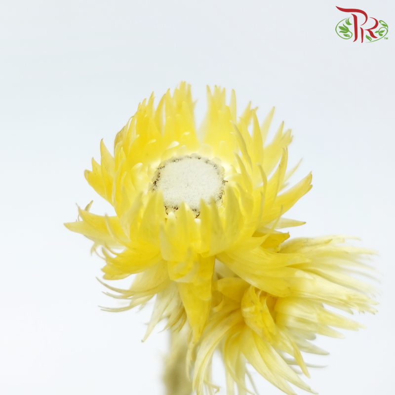 Dry Mini Silver Daisy - Yellow (Per Bunch)-Yellow-China-prflorist.com.my