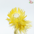 Dry Mini Silver Daisy - Yellow (Per Bunch)-Yellow-China-prflorist.com.my
