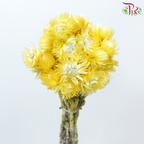 Dry Mini Silver Daisy - Yellow (Per Bunch)-Yellow-China-prflorist.com.my