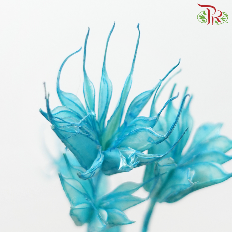Dry Nigella Pods - Blue (Per Bunch)-Blue-China-prflorist.com.my