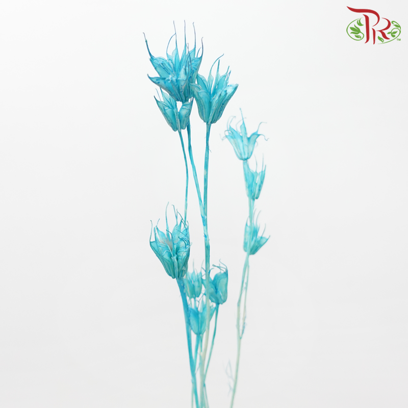 Dry Nigella Pods - Blue (Per Bunch)-Blue-China-prflorist.com.my