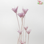 Dry Nigella Pods - Light Purple (Per Bunch)-Purple-China-prflorist.com.my