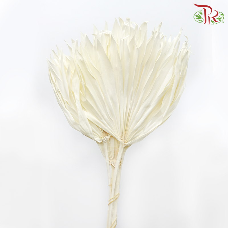 Dry Palm (5 Stems)-Import-prflorist.com.my
