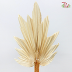 Dry Palm Dyed - Maple (5 Stems)-China-prflorist.com.my