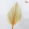 Dry Palm Dyed - Peach (5 Stems)-China-prflorist.com.my