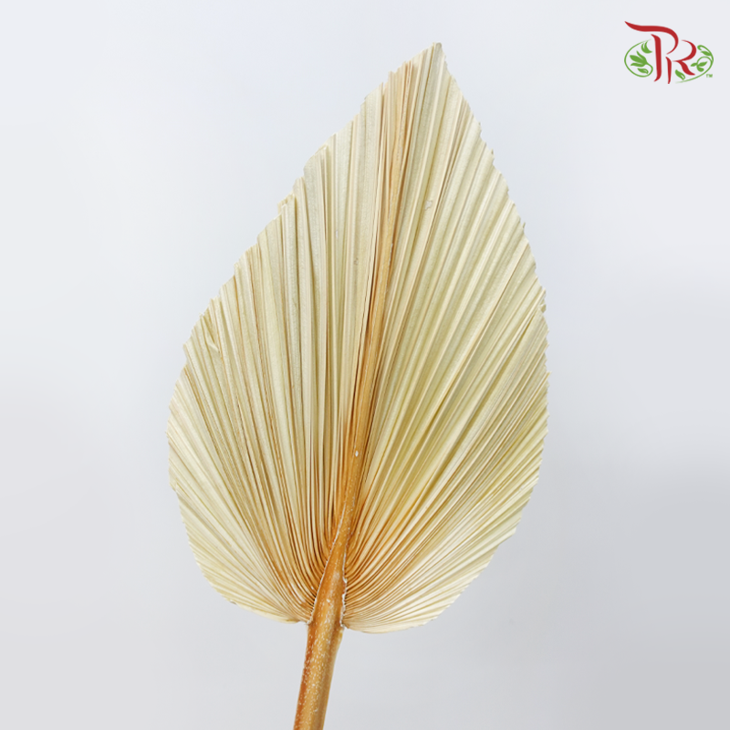 Dry Palm Dyed - Peach (5 Stems)-China-prflorist.com.my