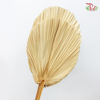 Dry Palm Dyed - Round (5 Stems)-China-prflorist.com.my