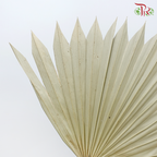Dry Palm Natural (5 Stems)-China-prflorist.com.my