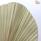 Dry Palm Tower