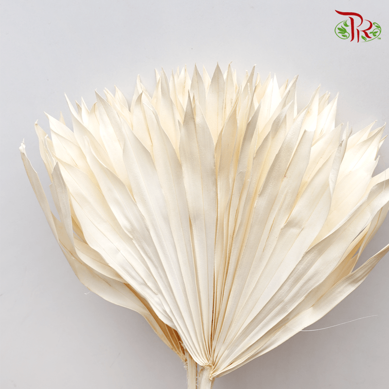 Dry Palm - White (5 Stems)-White-China-prflorist.com.my