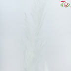Dry Pampas 115-120cm - White (5 Stems)-White-China-prflorist.com.my