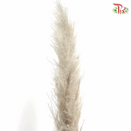 Dry Pampas 120cm - (5 Stems)-China-prflorist.com.my