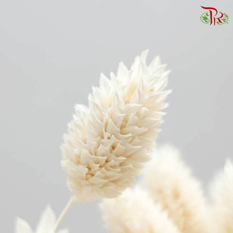 Dry Phalaris Poa Bleached-White-Italy-prflorist.com.my