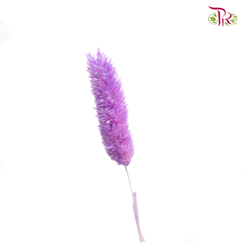 Dry Phalaris - Purple (Per Bunch)-Purple-China-prflorist.com.my