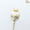 Dry Poppies Pods (Per Bunch)-Import-prflorist.com.my