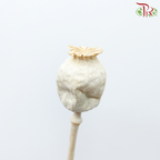 Dry Poppies Pods (Per Bunch)-Import-prflorist.com.my