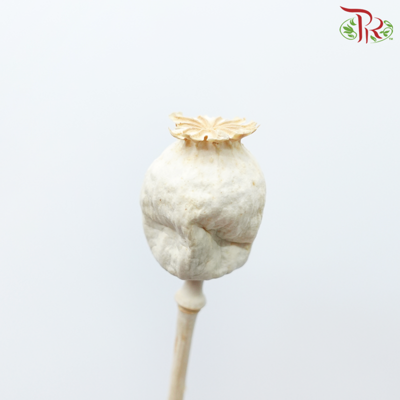 Dry Poppies Pods (Per Bunch)-Import-prflorist.com.my