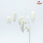 Dry Quacking Grass - White (Per Bunch)-White-China-prflorist.com.my