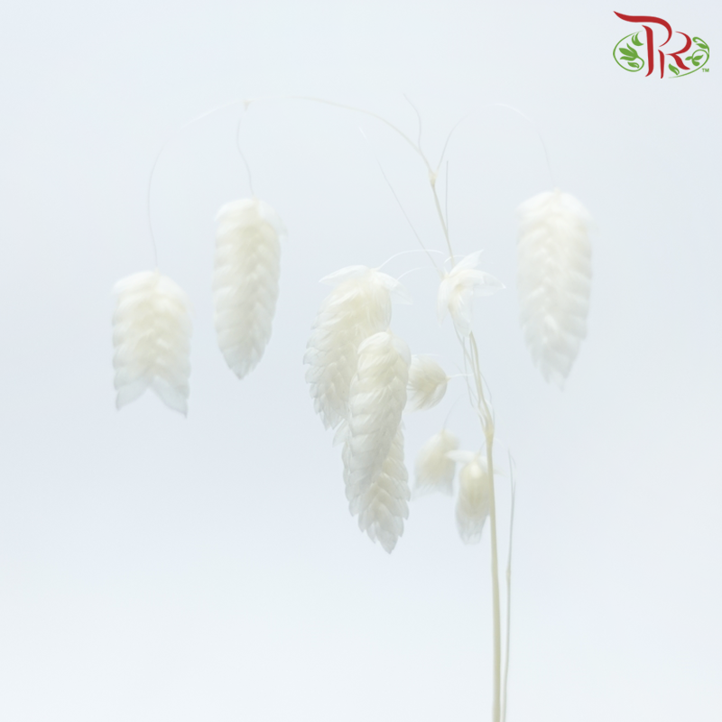 Dry Quacking Grass - White (Per Bunch)-White-China-prflorist.com.my