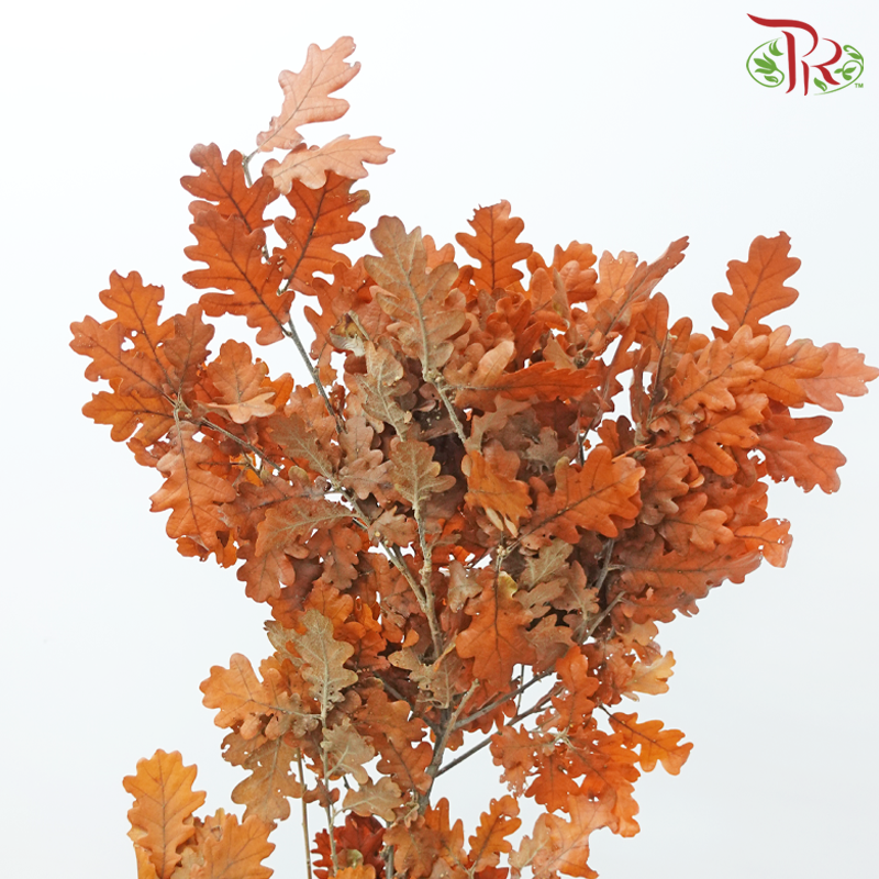 Dry Quercus - Orange (Per Bunch)-Orange-Import-prflorist.com.my