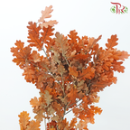 Dry Quercus - Orange (Per Bunch)-Orange-Import-prflorist.com.my