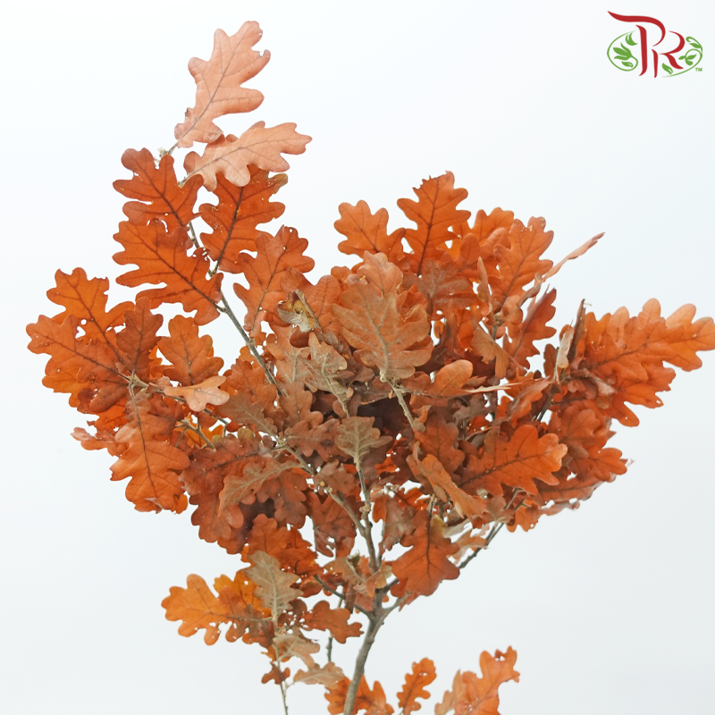 Dry Quercus - Orange (Per Bunch)-Orange-Import-prflorist.com.my
