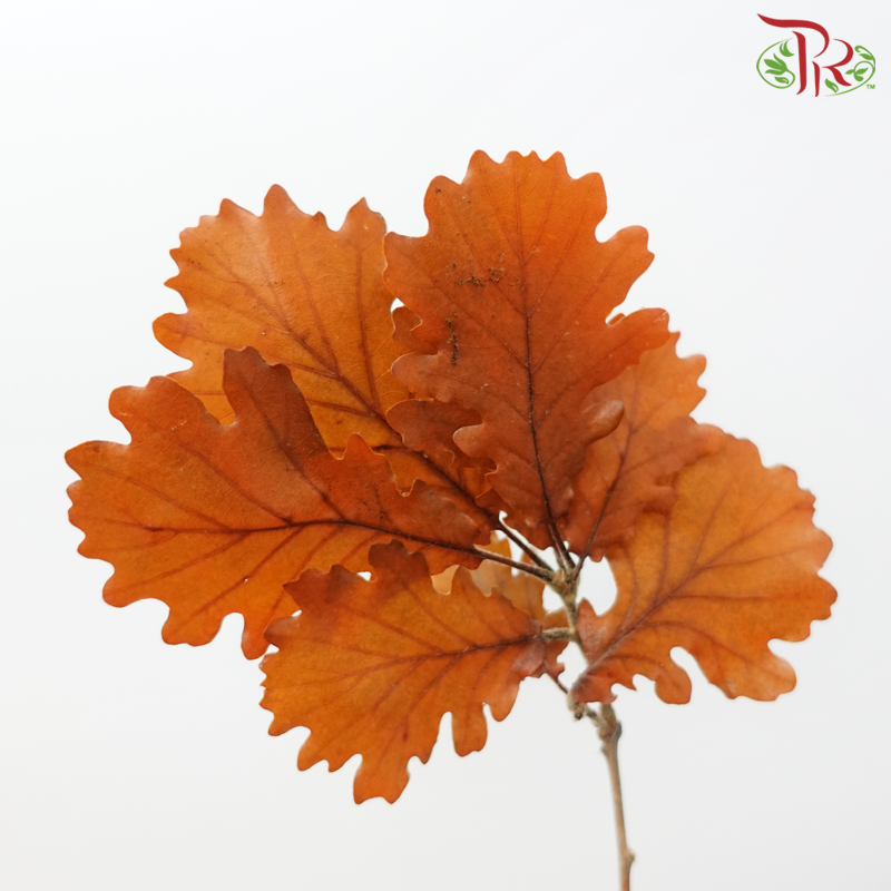 Dry Quercus - Orange (Per Bunch)-Orange-Import-prflorist.com.my