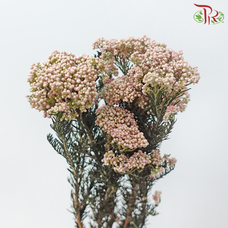 Dry Rice Flower Natural - Light Pink (Per Bunch)-Pink-Import-prflorist.com.my