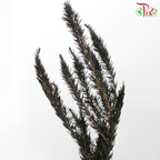 Dry Rose Mary (Per Bunch)-China-prflorist.com.my