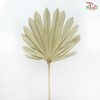Dry Round Palm (5 Stems)-China-prflorist.com.my