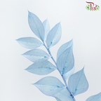 Dry Ruscus - Baby Blue (Per Bunch)-Baby Blue-China-prflorist.com.my