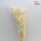 Dry Ruscus Bleached - White (5 Stems)-White-Import-prflorist.com.my