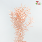 Dry Ruscus - Cantaloupe Orange (Per Bunch)-Orange-China-prflorist.com.my