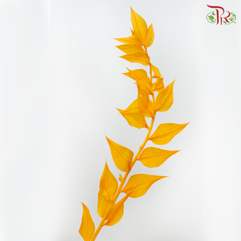 Dry Ruscus Dyed Colour - Orange-Orange-China-prflorist.com.my