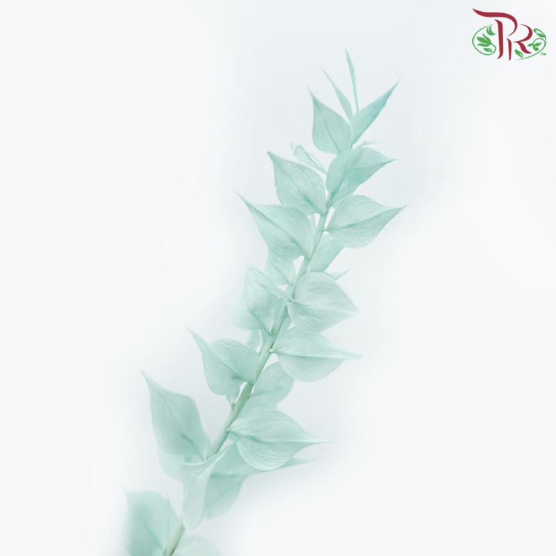 Dry Ruscus Dyed Colour - Turquoise-Turquoise-China-prflorist.com.my