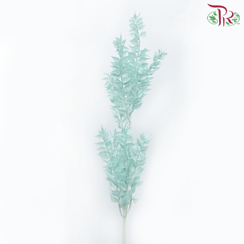Dry Ruscus Dyed Colour - Turquoise-Turquoise-China-prflorist.com.my