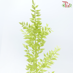 Dry Ruscus - Light Green (Per Bunch)-Green-China-prflorist.com.my