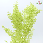 Dry Ruscus - Light Green (Per Bunch)-Green-China-prflorist.com.my